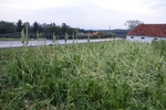 DSC05719.jpg